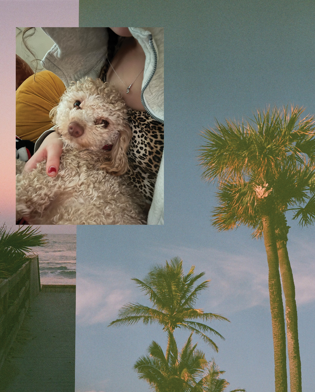 Dog and palm tree collage